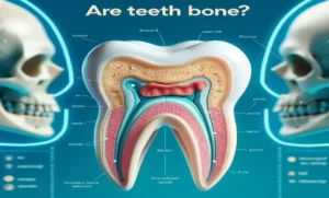 Are Teeth Bones